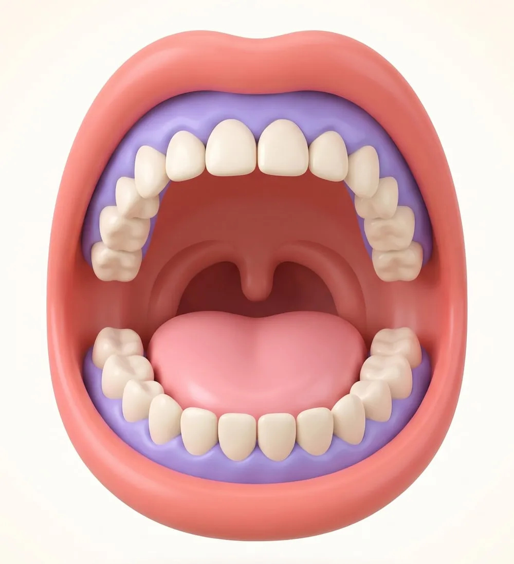 Ilustração da boca aberta, com dentes, gengiva, palato e língua